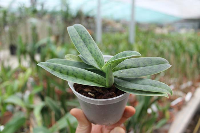 Paphiopedilum helenae x sukhakulii.jpg