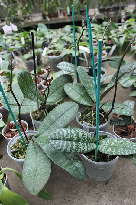 Phalaenopsis schilleriana.jpg