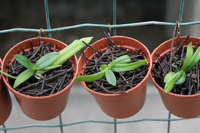 Haraella retrocalla.jpg