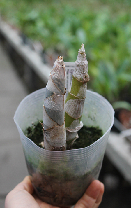 Cycnoches chlorochilon.jpg