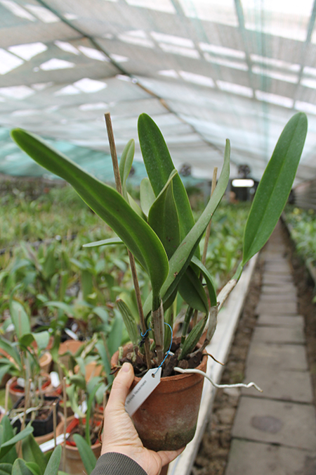 Cattleya Gertrude Hausermann.jpg