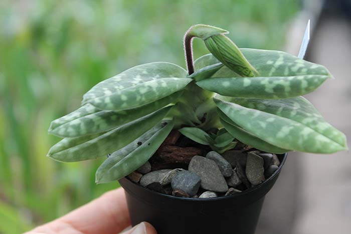 Paphiopedilum sukhakulii.jpg