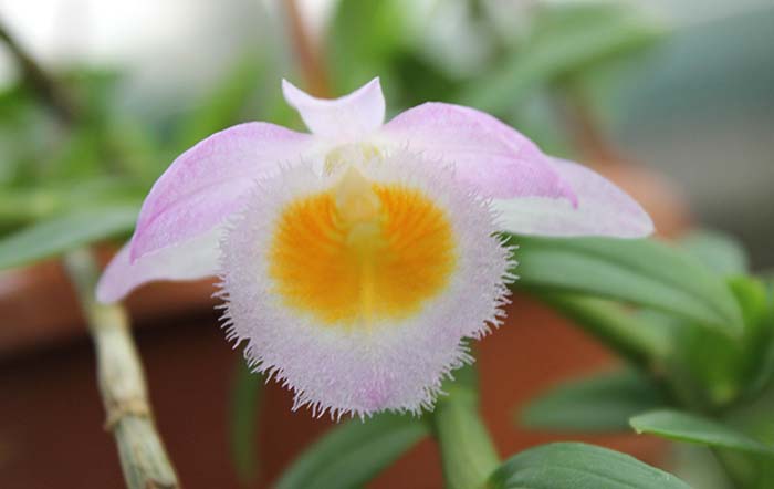 Dendrobium loddigesii.jpg