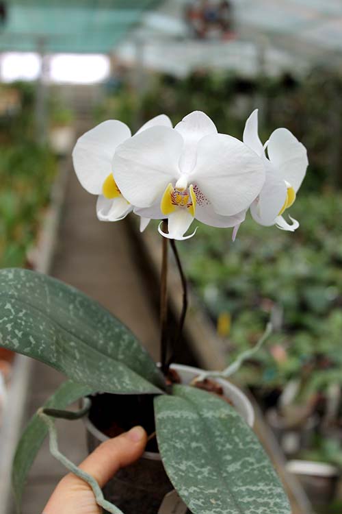 Phalaenopsis philippinensis '#1' x philippinensis 'Brother'.jpg