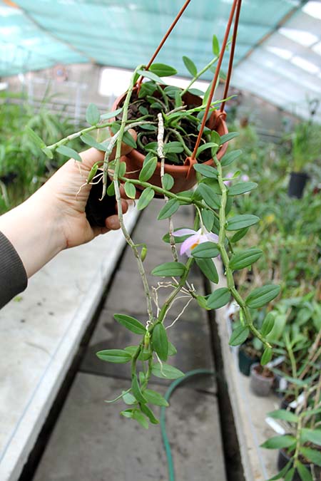 Dendrobium loddigesii.jpg