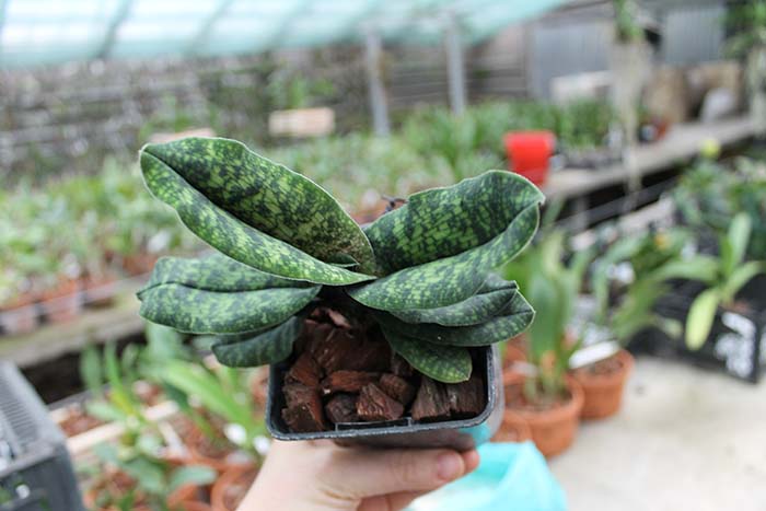 Paphiopedilum malipoense.jpg