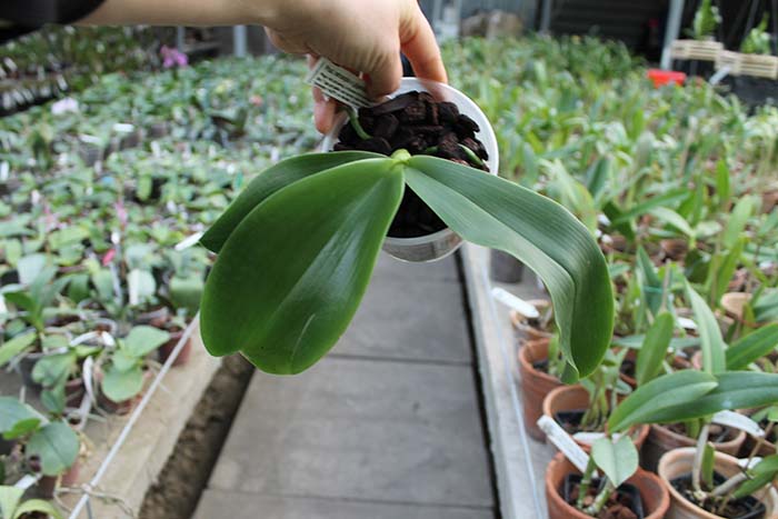 Phalaenopsis tetraspis x gigantea.jpg