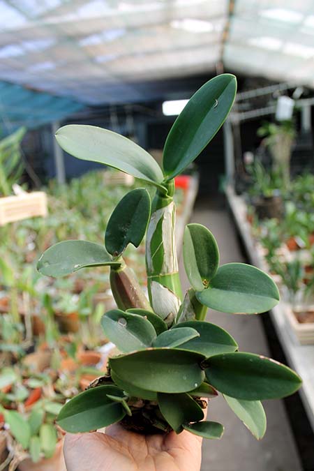 Myrmecophila tibicinis.jpg