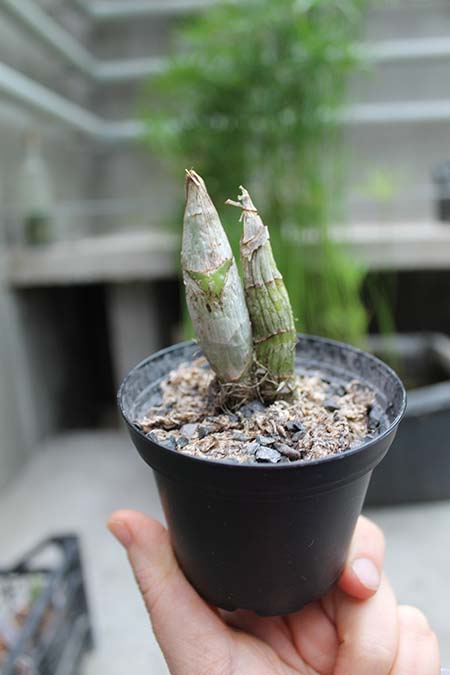 Catanoches Jumbo Bard.jpg