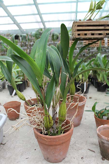 Schomburgkia undulata.jpg