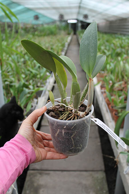 Cattleya lueddemanniana 'Negrita' x Cattleya lueddemanniana 'Dark'.jpg