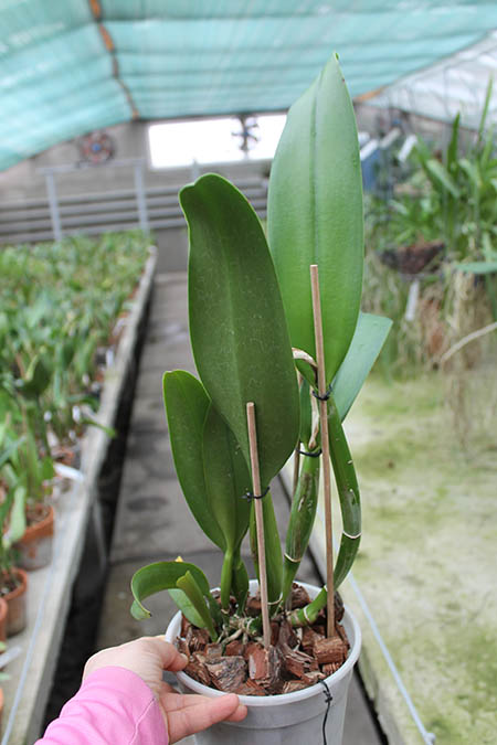 Brassolaeliocattleya Young Kong 'Sun No16'.jpg
