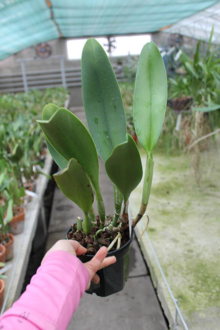 Brassolaeliocattleya Mahina Yahiro 'Ulii'.jpg