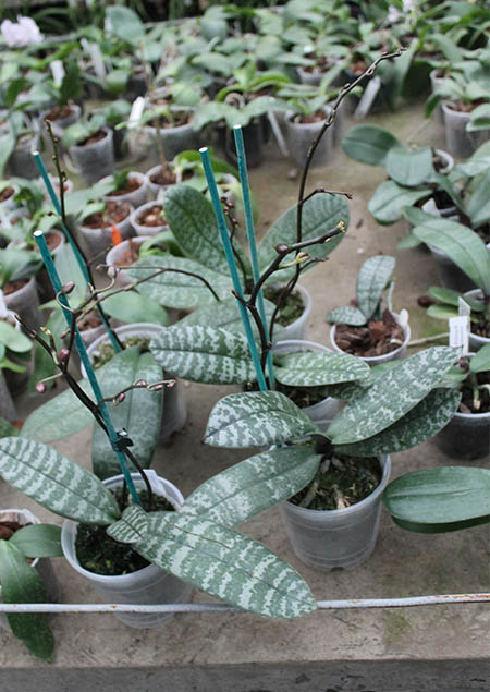 Phalaenopsis schilleriana.jpg