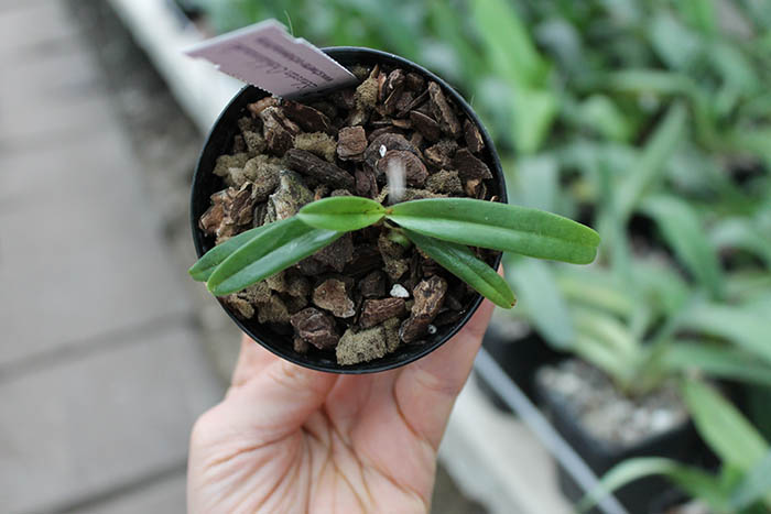 Paphiopedilum hangianum.jpg