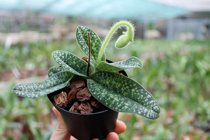 Paphiopedilum delenatii alba.jpg