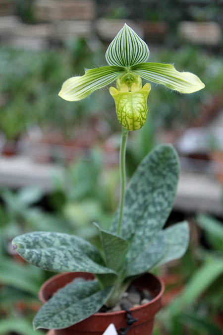 Paphiopedilum venustum alba.jpg