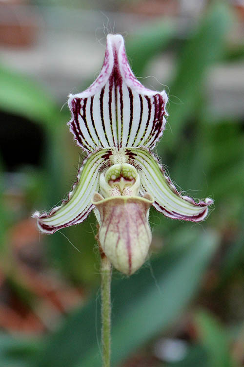 Paphiopedilum fairrieanum.jpg