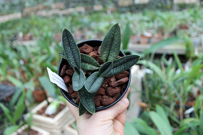 Paphiopedilum micranthum.jpg