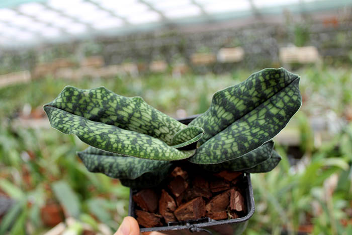 Paphiopedilum malipoense.jpg