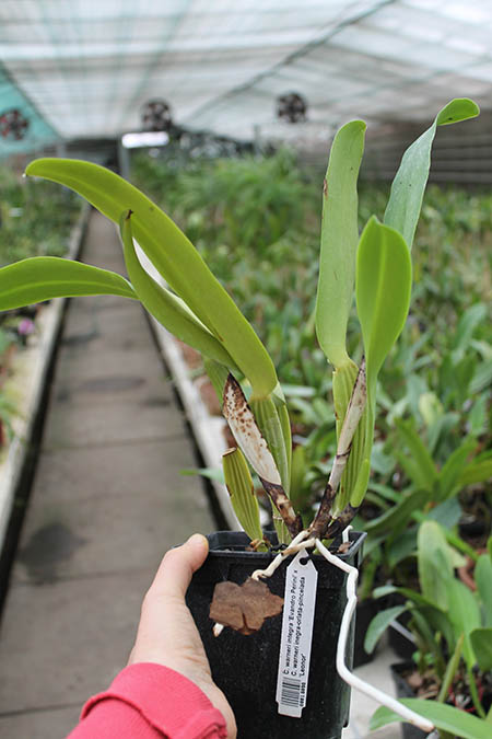 Cattleya warneri integra 'Evandro Perini' x Cattleya warneri inegra-orlata-pincelada 'Leonor'.jpg