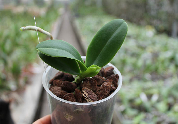 Sedirea japonica.jpg