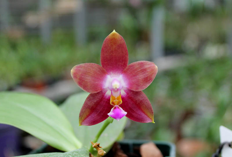 Phalaenopsis Penang Girl.jpg