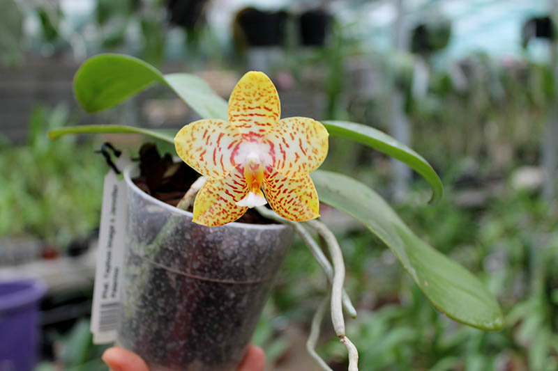 Phalaenopsis Yaphon Image x Jennifer Palermo.jpg