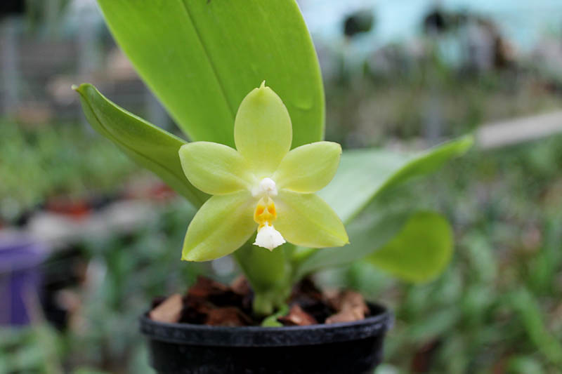 Phalaenopsis (Tzu Chiang Litlitz-micholtzii) '#1' x Joy Dreamy Jade '#7'.jpg