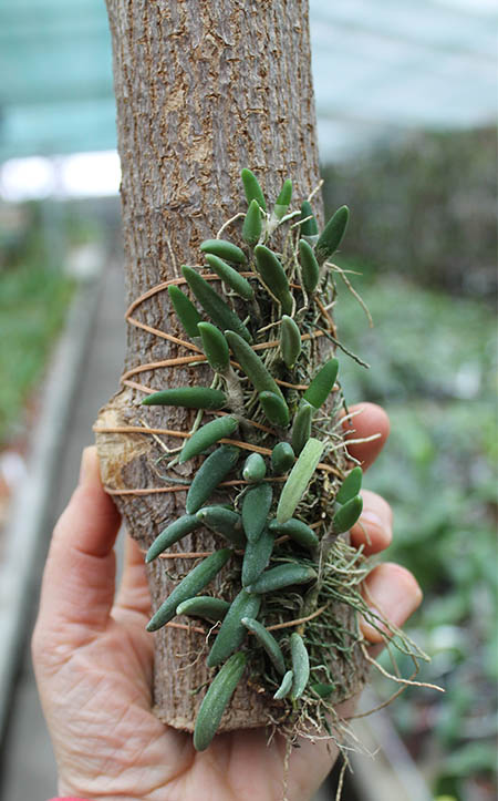 Dendrobium lichenastrum var printecei.jpg