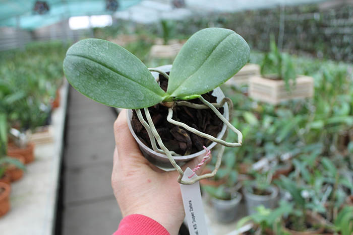 Phalaenopsis KS Super Zebra.jpg