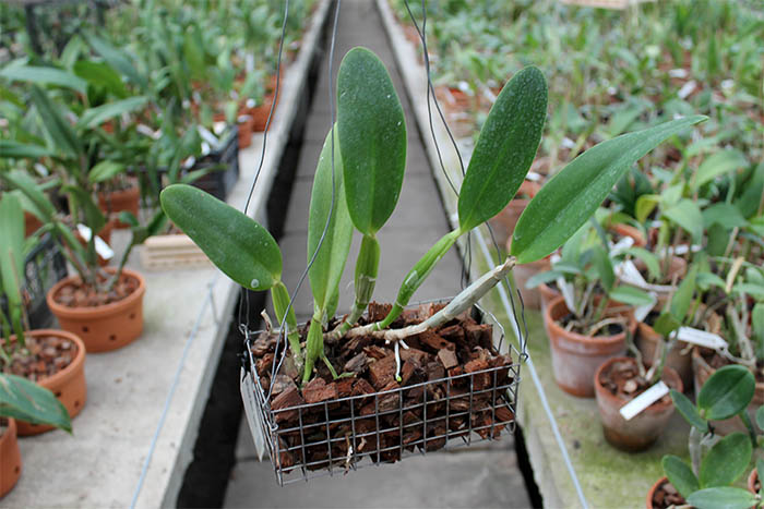 Laeliocattleya Gaskell - Pumila 'Azure Star'.jpg