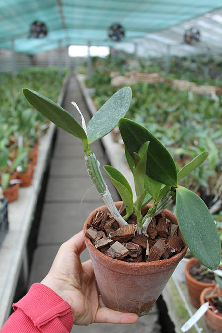Cattleya violacea 'Lea' x 'Por De Sol'.jpg