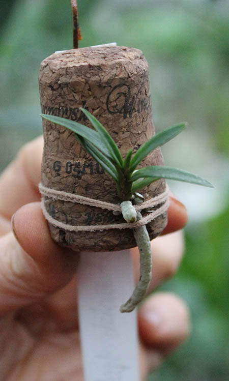 Rangaeris amaniensis.jpg