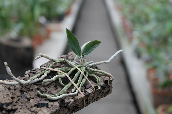 Phalaenopsis wilsonii.jpg