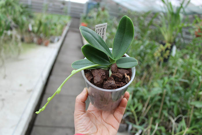 Sedirea japonica.jpg