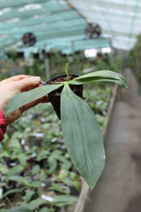 Phalaenopsis tetraspis.jpg