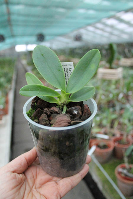 Sedirea japonica.jpg