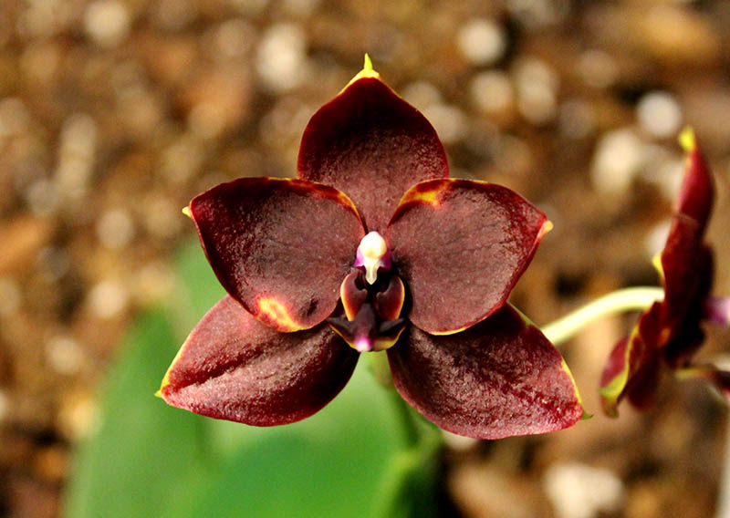 Phalaenopsis Hawaii Dragon Girl x Lioulin Goldfinch.jpg