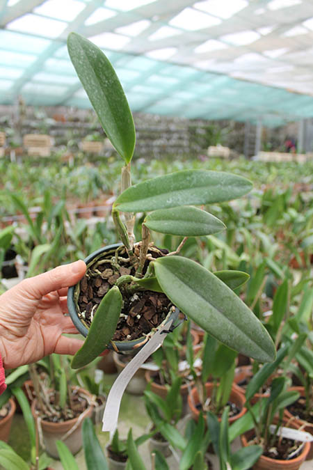 Laeliocattleya Cariad's Mini-Quinee 'Angel Kiss'.jpg