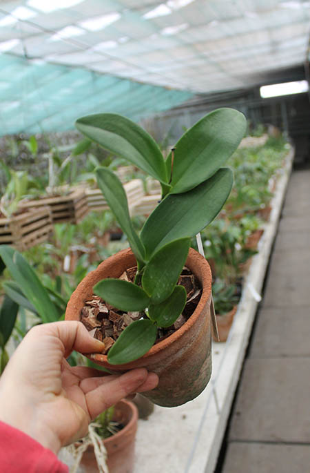 Rhynchosophrocattleya Village Chief North Green Genius.jpg