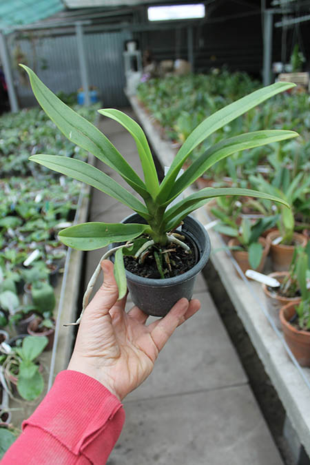 Doritis pulcherrima coerulea aquinii.jpg