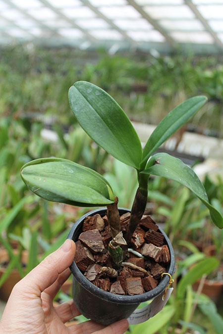 Epicatanthe Gold Coast.jpg