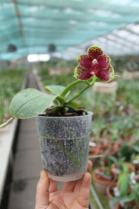 Phalaenopsis George Vasquez x (Coral Nosa x bellina).jpg