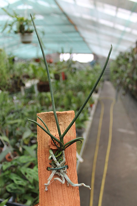 Paraphalaenopsis labukensis.jpg