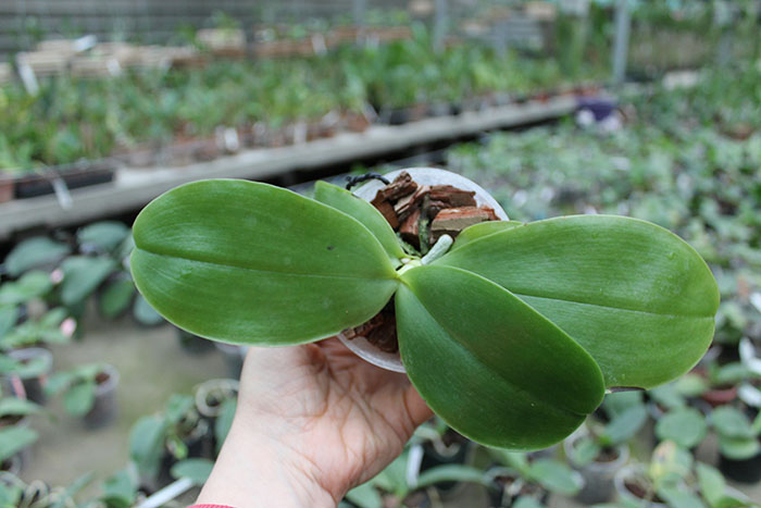 Phalaenopsis Princess Kaiulani 'Miki'.jpg