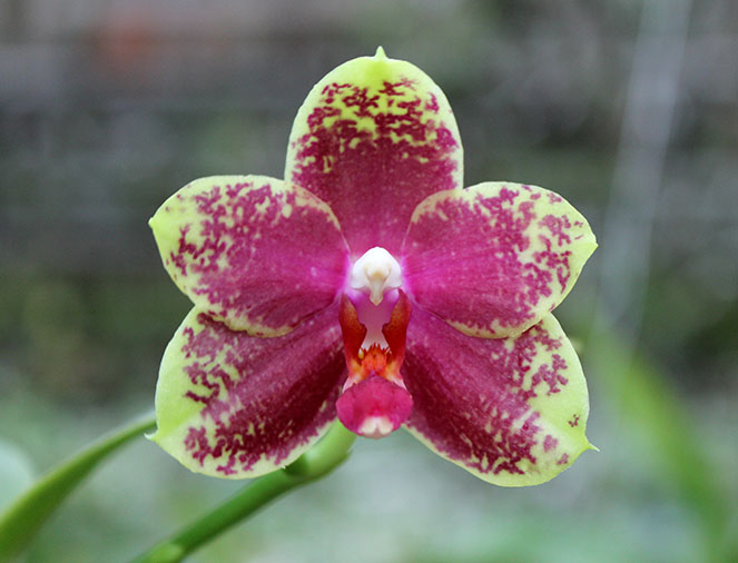 Phalaenopsis George Vasquez x (Coral Nosa x bellina).jpg