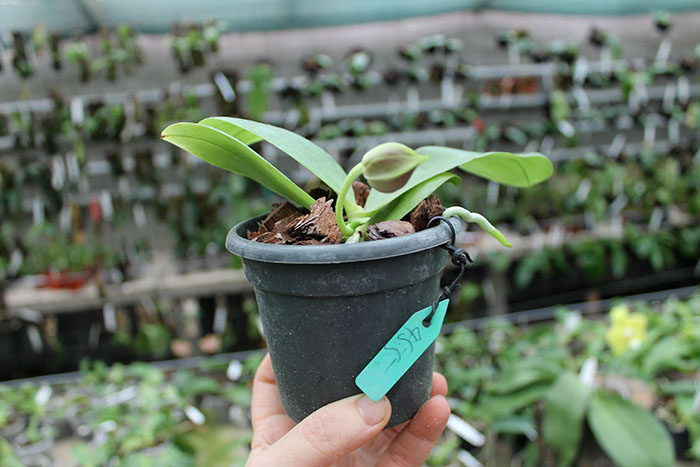 Phalaenopsis Yaphon Red Jewel x Ld's Bear King.jpg