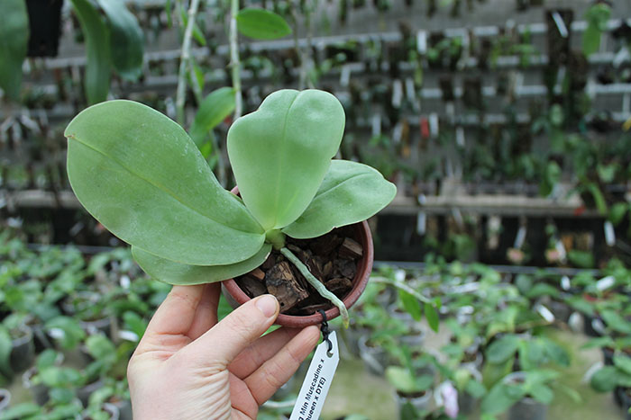 Phalaenopsis Zheng Min Muscadine x (Ld's Bear Queen x DTE).jpg