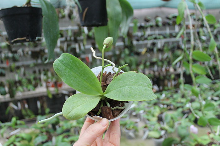 Phalaenopsis Yaphon Goodboy x Ld's Bear Queen.jpg